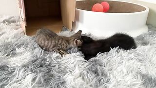 Kittens play together after waking up