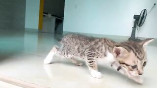 The first time on the playground, the kitten feels happy to play with other cats