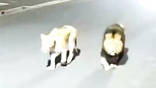 Lions Spotted on the Road #CCTV Footage