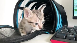 Kitten wants to learn to type but dad refuses