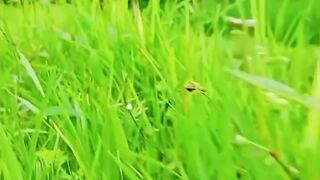 Video cinematic alam