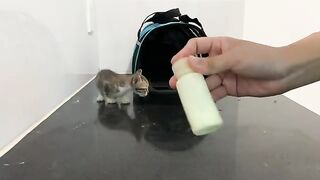 The kitten thought I was its mother obediently sucking milk from my hand