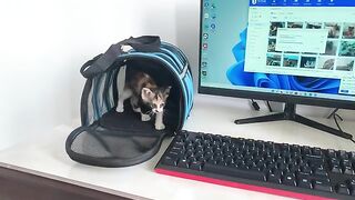 I can't work because of this cute kitten