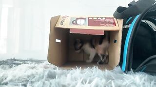 After playing, the kitten asked his father to eat because he was hungry