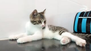 Playful kitten with flowerpot