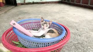 I can't cook because the kitten in my basket is meowing
