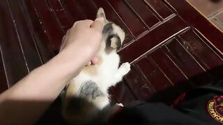Kitten Lili is hungry and asks her father for some food
