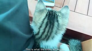 What will kitten Momo do in a day?