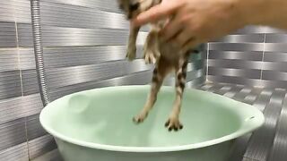 It took me just over 3 minutes to successfully bathe a kitten that hates baths