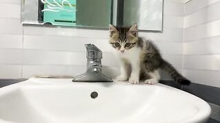 Kitten Momo takes a bath