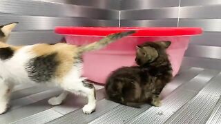 Two lazy bathing kittens