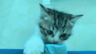 Kitten Momo refuses to first nail clip