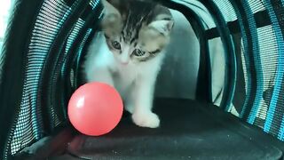 Kittens love ping pong