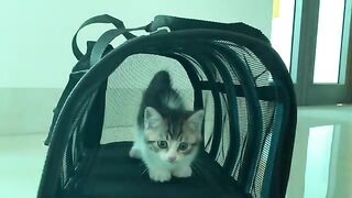 Bringing the kitten to a new home | Kitten on the first day at home | Momo the kitten