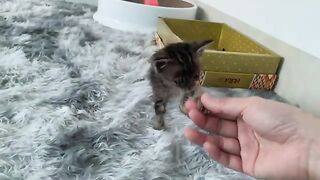 The cuteness of the cat | Funny cats