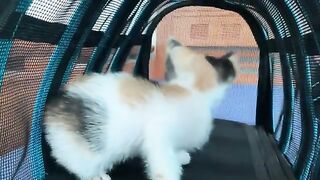 Cute kitten Lili sleeping after a tiring day of playing