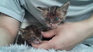 Two kittens are protecting their father