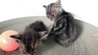 Two kittens eating delicious solid food