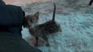 Kitten hugs dad all day, every day