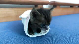 Kitten Riri is taken care of by her father every day