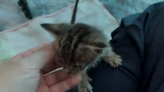 Kittens compete for formula milk