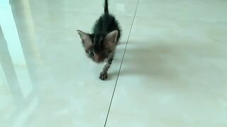 Kitten running after dad asking for formula milk