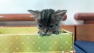 A kitten's day Full video