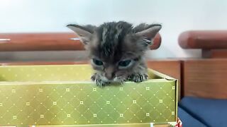 Kittens cry for their father - Kittens treat me like their mother