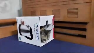 Kitten playing with duckling