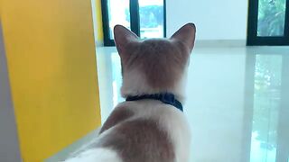 Is the cat cute enough?