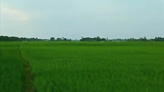 Sawah