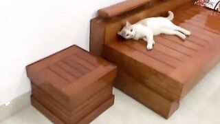 Little rope and lazy cat - part2