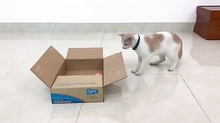 The cat is busy playing and refuses to go to sleep