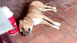 The sleeping dog looks so cute