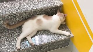 The cat is under my bed