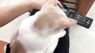 Kiki the cat doesn't like to play with me