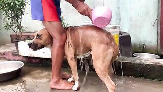 The dog doesn't like bathing and always finds a way to hide and play