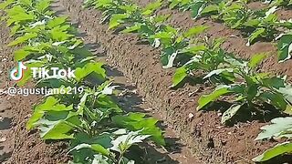 Egplant