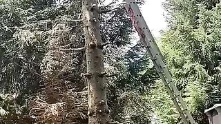 The tree took revenge - funny video