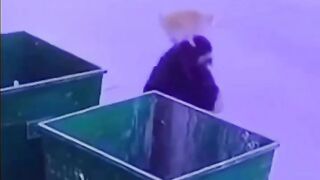 A cat from a trash can scared a woman - funny video