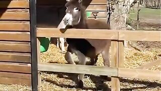 Donkey fell - funny video