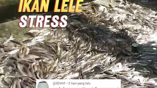 Apakah GANTI air kolam BISA membuat ikan lele STRESS❓