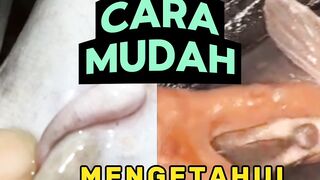 CARA mengetahui kematangan GONAD induk lele