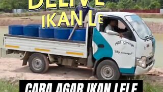 CARA agar ikan lele AMAN saat diantar ke PEMBELI