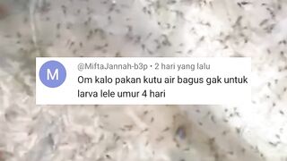 Gada CASUT untuk pakan LARVA lele❗Ini SOLUSINYA