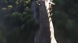 Fly with the greatest dragon