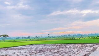 A Cool Morning in the Harvested Rice Fields