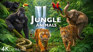 JUNGLE ANIMAL DISCOVERY | Undiscovered Deep Rainforest Animals