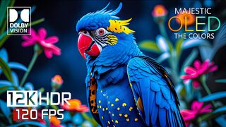 Magnificent 12K HDR 120 frames per second Dolby Vision video (8K Video)