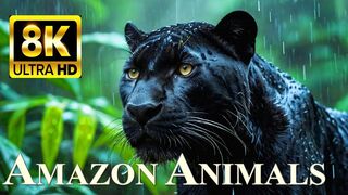 Amazon Rainforest Animals 8K Ultra HD: Wildlife and Sounds of the Jungle